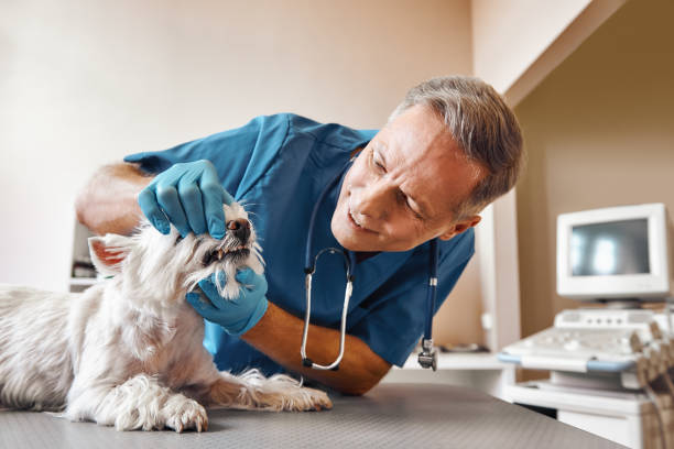 Best Emergency Tooth Extraction in Mitchell, IL